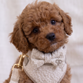 Load image into Gallery viewer, Boucle Bow Tie - Cream
