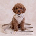 Load image into Gallery viewer, Boucle Lead - Cream
