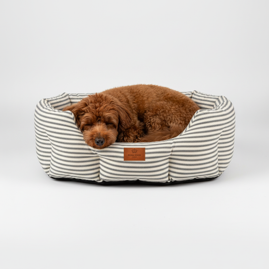 red cavapoo lying in a striped grey dog  bed on a white background, posh poos label