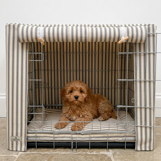 Dog sitting in a striped pet crate with a white background