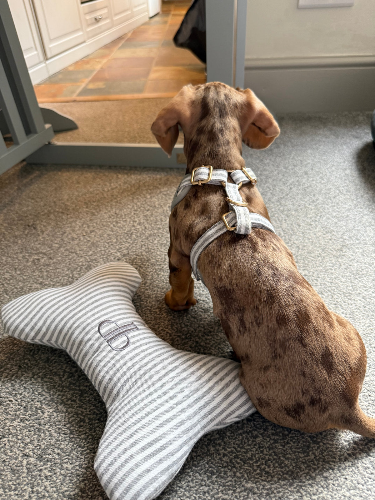 Heritage Stripe Puppy Harness -Grey