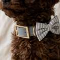 Load image into Gallery viewer, A close-up of a brown curly-haired dog wearing a gray leather collar with a gold buckle and a gray-and-white striped bow tie featuring a monogrammed 'PP'
