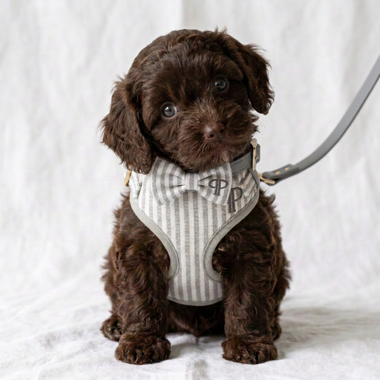 Grey Heritage Stripe First Walk Set - Harness, Collar, Lead and Bow Tie