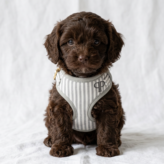 A small brown puppy wearing a gray and white striped harness with a gold-tone ring and a monogram logo, sitting against a soft white fabric backdrop.