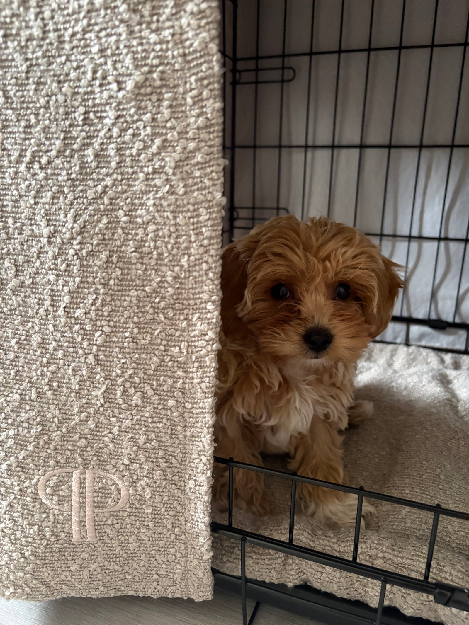 Complete Puppy 4 Piece Crate Set - Luxury Boucle - Stone (Save up to £46)