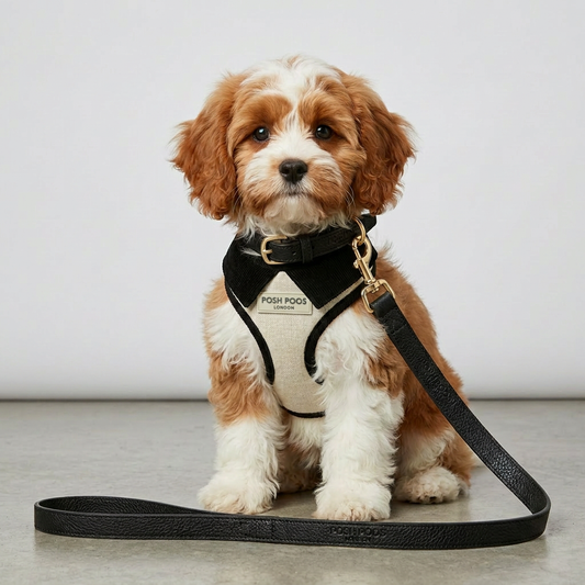 Belgravia Monochrome First Walk Set - Harness, Collar & Lead