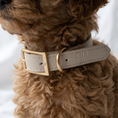 Load image into Gallery viewer, A close-up of a fluffy brown dog wearing a light beige leather collar with a gold-tone buckle and ring.
