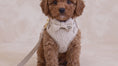 Load and play video in Gallery viewer, Boucle First Walk Set - Harness, Collar, Lead and Bow Tie

