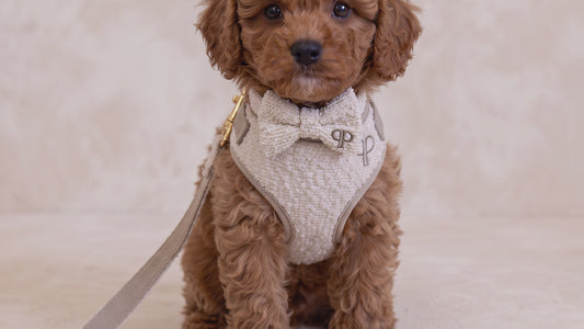 Boucle First Walk Set - Harness, Collar, Lead and Bow Tie