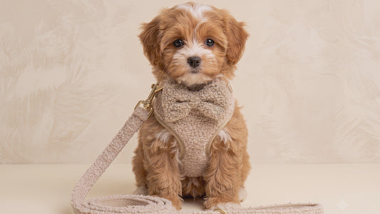 a small red and white cavapoo puppy wearing a teddy fabric harness, lead and bowtie on a cream colour background. puppy is in sitting position looking at the camera