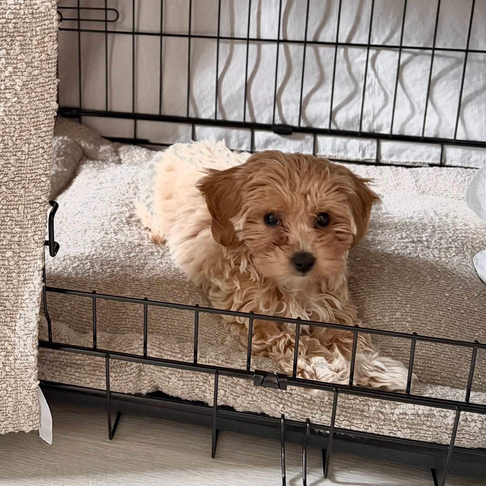 Boucle Luxury Dog Crate Mattress Bed - Stone