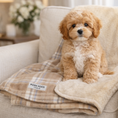 Load image into Gallery viewer, cavapoo puppyl dog sitting on a plaid blanket with 'POSH POOS' label on a beige armchair.
