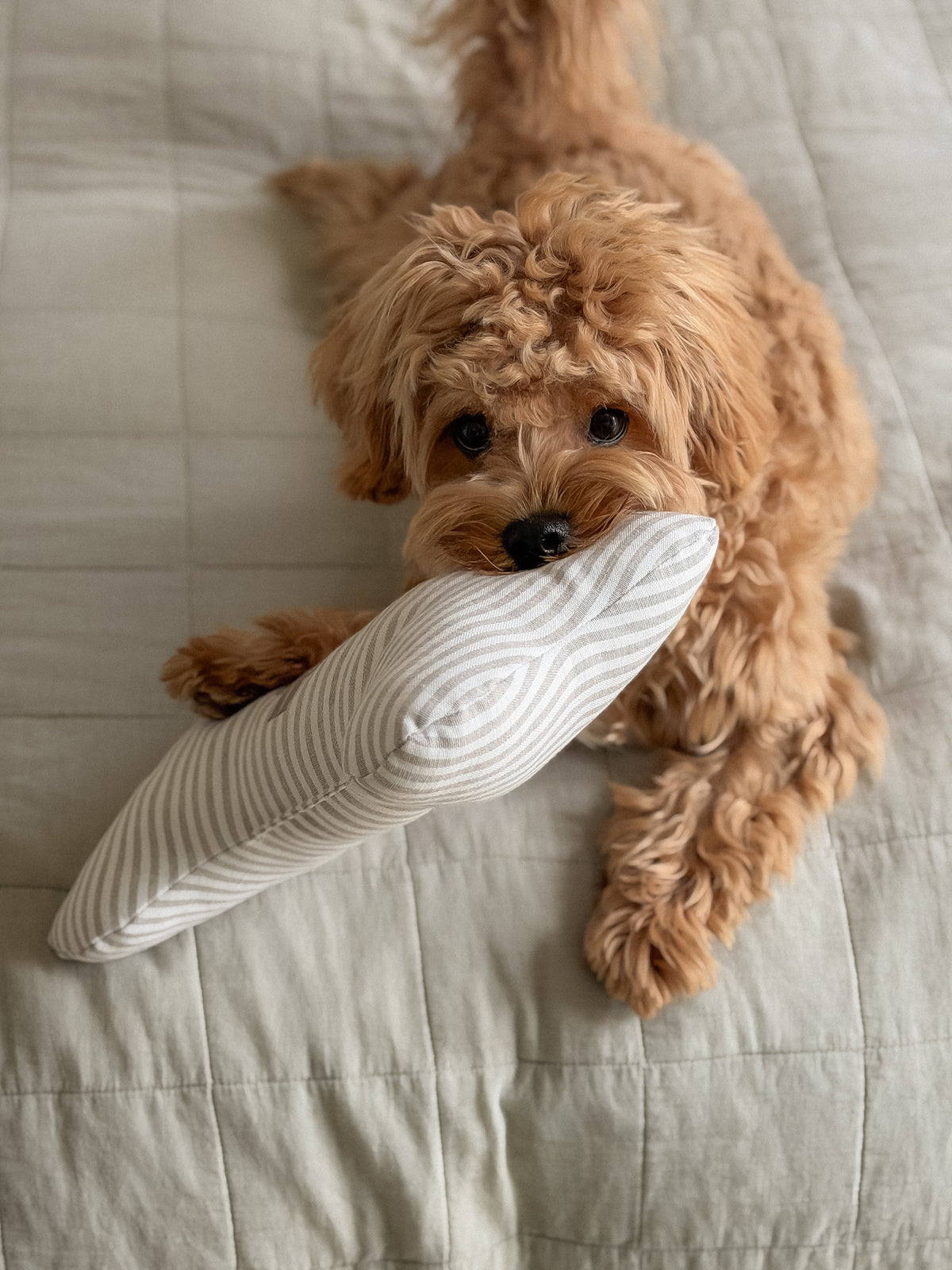 Posh Poos Bone Toy- Heritage Stripe- Taupe