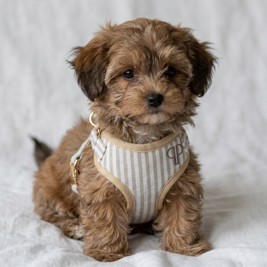 Heritage Stripe Puppy Harness - Taupe