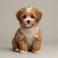 Load image into Gallery viewer, Teddy Puppy Harness - Oatmeal
