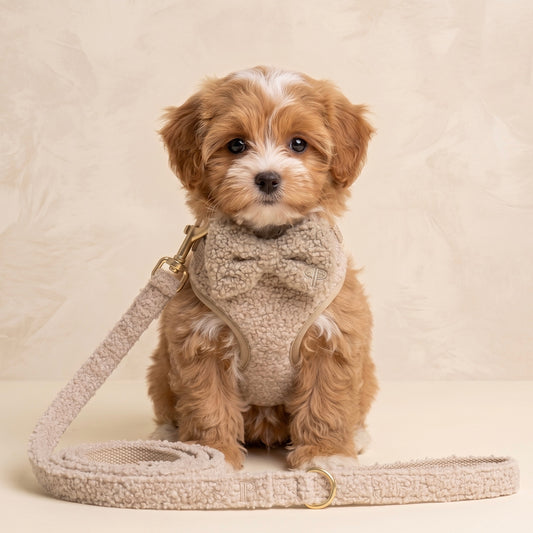 Teddy Puppy First Walk Set, Harness, Collar, Lead and Bow Tie